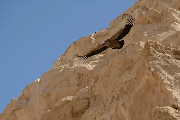 stock image A Eurasian Griffon vulture at flight, soaring near cliffs in the Negev desert, Israel
