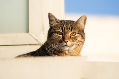 Sarı gözlü, gri, tekir bir kedinin portresi. Gün ışığında çitlerin arkasından dikizliyordu..
