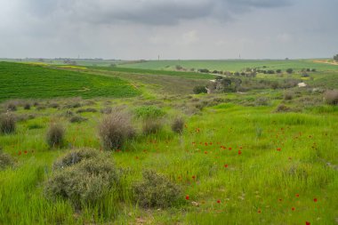Baharda İsrail 'in güneyindeki tarım arazilerinin yanında çeşitli renkli çiçeklerle sığ tarlalar.