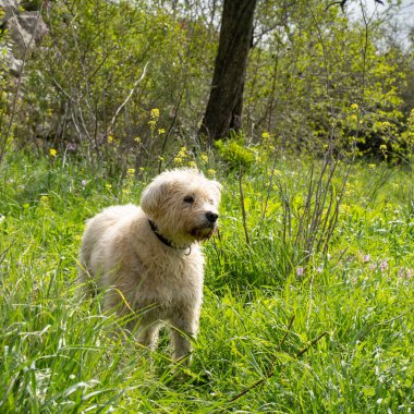 Karma bir cins, altın renkli bir köpek, yeşil bir çayırda duruyor, güneşli bir bahar gününde..