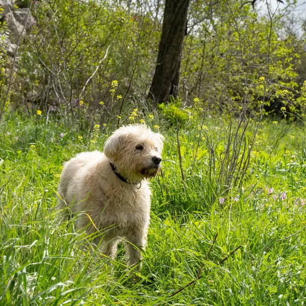 Karma bir cins, altın renkli bir köpek, yeşil bir çayırda duruyor, güneşli bir bahar gününde..