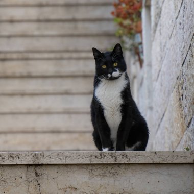 Sarı gözlü, siyah beyaz bir sokak kedisi, taş bir merdivende oturuyor..