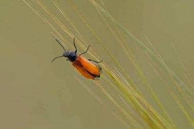 Tek bir Lydus Tarsalis Böceği, turuncu kanatları ve siyah gövdeleri olan, buğday sapı üzerinde.