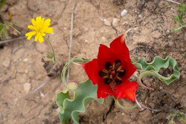 İsrail 'in Judea dağlarında ilkbaharda açan kırmızı, vahşi bir dağ lalesi ve karahindiba..