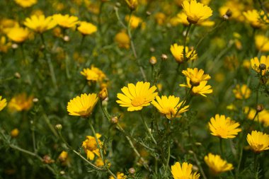 İsrail 'de güneşli bir kış gününde geniş bir papatya tarlası..