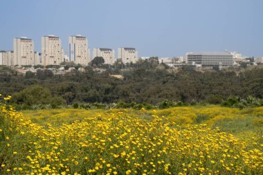 İsrail 'in Tel Aviv kenar mahallelerinde güneşli bir bahar gününde çiçek tarlaları ve bitkiler.
