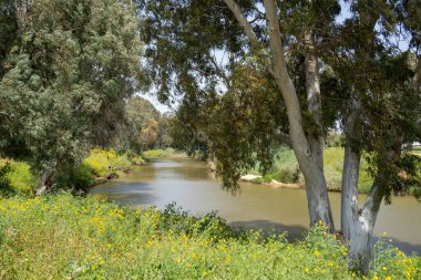 Okaliptüs ağaçları ve kır çiçekleri İsrail 'in Tel Aviv kentindeki sakin Yarkon nehrinin kıyılarını süslüyor..