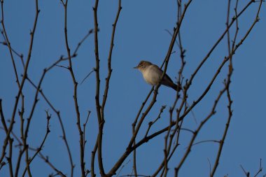 An Eastern Olivaceous warbler perching on a tree branch in Israel, on a clear spring day. clipart
