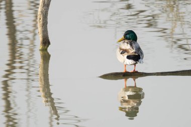 Dalgalı bir gölün dalında duran erkek bir yaban ördeği güneş ışığının tadını çıkarıyor..