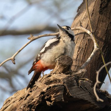 Suriyeli bir ağaçkakanın portresi Bir ağaca tünemiş, günışığında güneşleniyor.