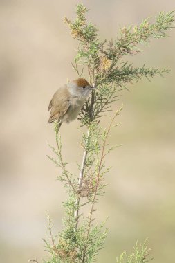 A female Eurasian Blackcap, perching on a young cypress tree on a sunny day. clipart