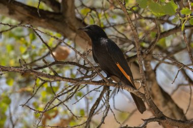 Bir Tristram sığırcığı İsrail 'in güneyindeki bir ağaç dalına tünemiş..