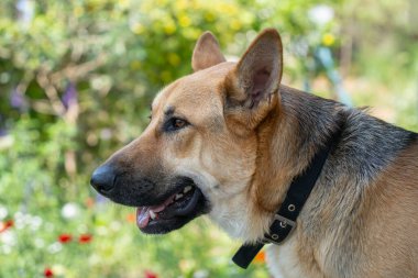 Güneşli bir günde bir bahçede Alman çoban köpeğinin portresi..