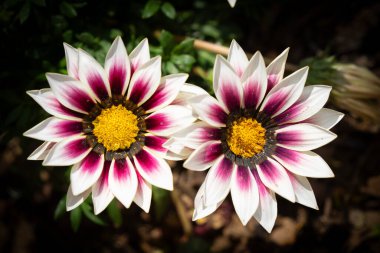 Güneşli bir bahçede iki beyaz gazania çiçeği.