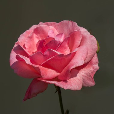 Güneş ışığında tek bir pembe gülün yakın plan görüntüsü..