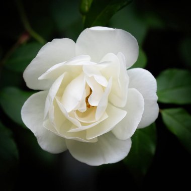 Yakın plan, yüksek kontrastlı beyaz bir gül resmi, yaprakları bir bahçede açılır..