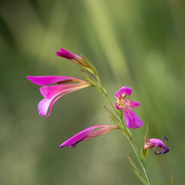 Bahar zamanı İsrail çayırındaki bir gladyatör çiçeğinin yakın plan fotoğrafı..