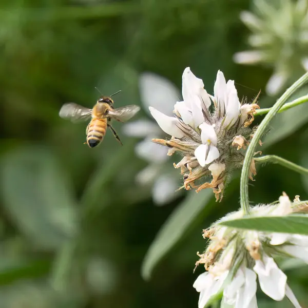 stock image A honey bee at flight, looking for flower nectar in a meadow in springtime.