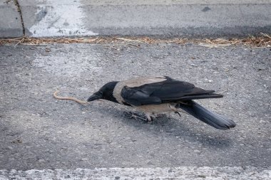 Kudüs, İsrail 'de bir yol kenarında Roth' un cüce yarışçı yılanını avlayan kapüşonlu gri bir karga..