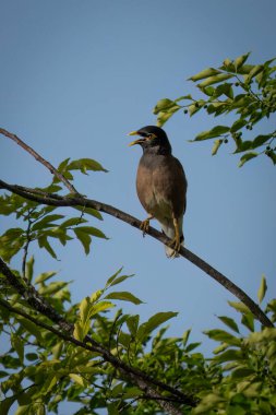 Güneşli bir günde bir ağaç dalına tünemiş Hint Myna kuşu..