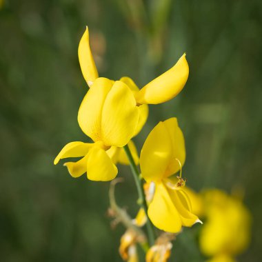 A single yellow flower of the weaver's broom bush, in an Israeli meadow. clipart