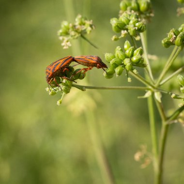 Güneşli bir bahar gününde çayırda çiftleşen bir çift turuncu kalkan böceği..