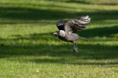 Güneşli bir günde İsrail 'de çimlerin üzerinde uçan Avrasyalı bir karga..