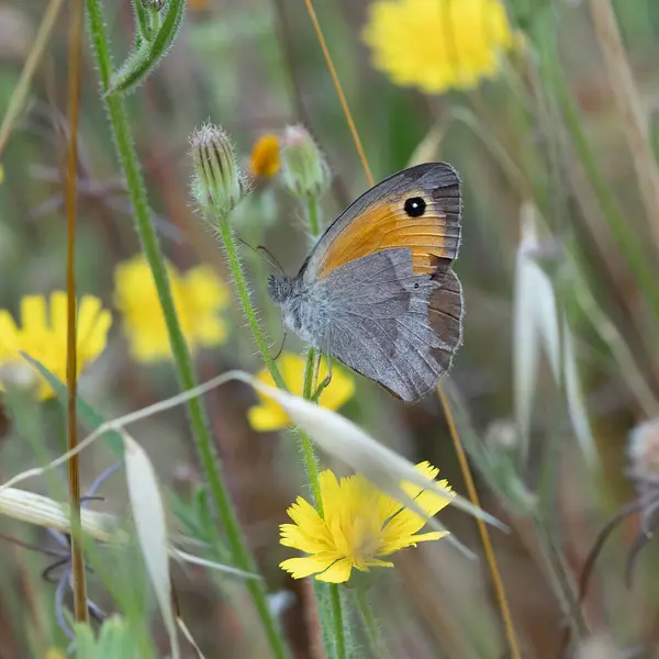 stock image A Turkish meadow brown butterfly, on a spring day in an Israeli meadow.