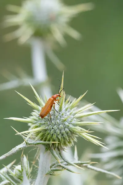 stock image An orange soldier beetle atop a thorny plant in an Israeli meadow.