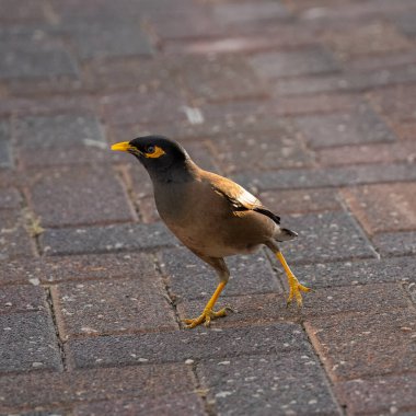 Bir Hint Myna kuşu kaldırımda yürüyor..