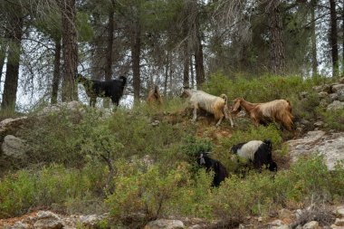 İsrail 'in Judea dağlarındaki bir çam ormanında otlayan bir keçi sürüsü, karanlık ve bulutlu bir günde..