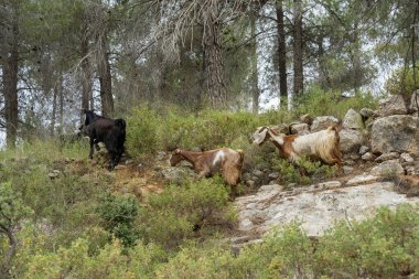 İsrail 'in Judea dağlarındaki bir çam ormanında üç keçi otluyor, karanlık ve bulutlu bir günde..