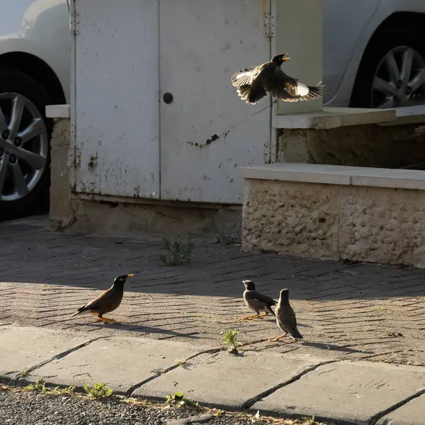 stock image Urban nature: A group of Indian myna birds on a sidewalk on a sunny day..