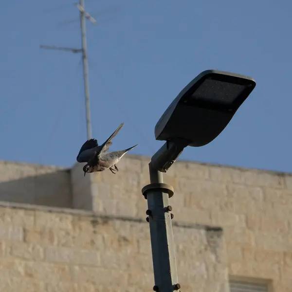 stock image Urban nature: A laughing dove commencing flight from a lamp post.