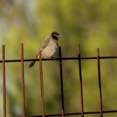 Şehir doğası: Şafak vakti paslı metal bir çite tünemiş beyaz gözlüklü bir bulbul.