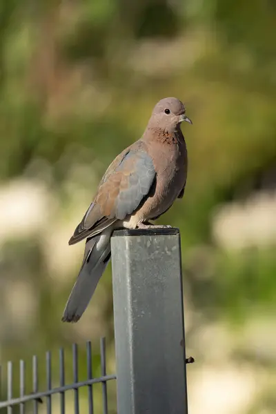 stock image Urban nature: A laughing dove perched on a metal fence in the morning sun light.