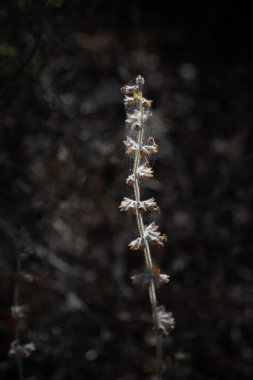 Kuru bir bitki, kısmen örümcek ağlarıyla kaplı, karanlık bir tarlada güneş tarafından aydınlatılan..