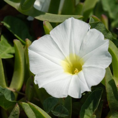 Sahilin büyük beyaz çiçeği sabah güneşinin ışığında açıldı..