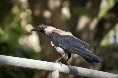 Şehir doğası: Metal korkuluklara tünemiş kapüşonlu gri bir karga portresi.