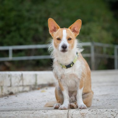 Küçük, melez bir köpek, kaldırımda oturuyor..