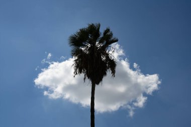 Arka planda mavi gökyüzünde beyaz bir bulut olan bir palmiye ağacının silüeti..