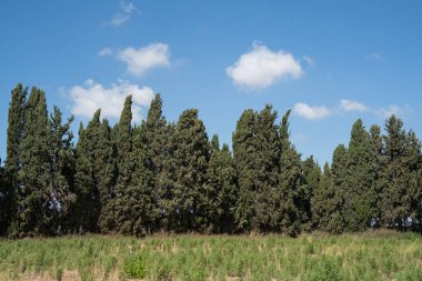 Güneşli, kısmen bulutlu bir günde, tarlanın kenarındaki selvi ağaçları..