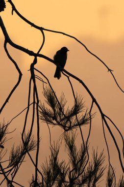 A silhouette of a white spectacled bulbul on a pine tree branch at sunset. clipart