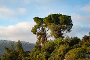 Kudüs, İsrail yakınlarındaki Judea dağlarında bulunan iki büyük, eski Kudüs çamları.).