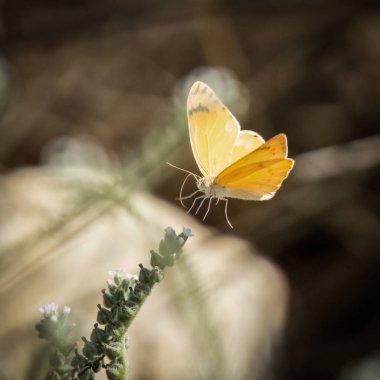 Küçük bir çiçeğe konan büyük bir Arap Kelebeği.