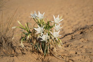 Güneşli bir günde kumlu bir Akdeniz sahilinde çiçek açan yabani bir deniz nergisti..