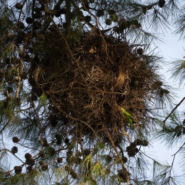 Bir halka boyunlu papağan, büyük bir koloni yuvasının girişinde bir çam ağacının üzerinde.