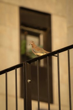 Urban nature: A laughing dove perched on a balcony railing. clipart