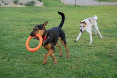 Parkta lastik halkayla oynayan iki köpek..