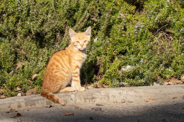 Zencefilli bir sokak kedisi, kaldırımda güneşleniyor..